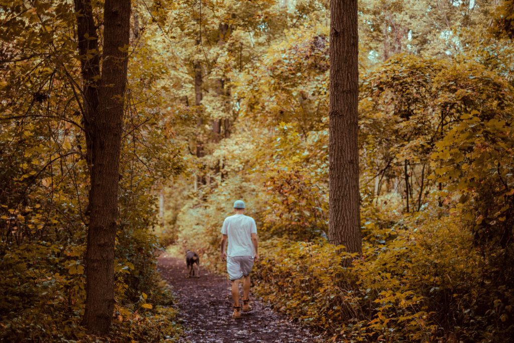 A person walking a dog on a forest path surrounded by vibrant autumn foliage.